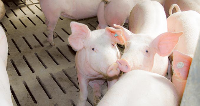 Mastschweine auf dem Meisterhof Wehdebrock behalten ihre Ringelschwänze fast vollständig