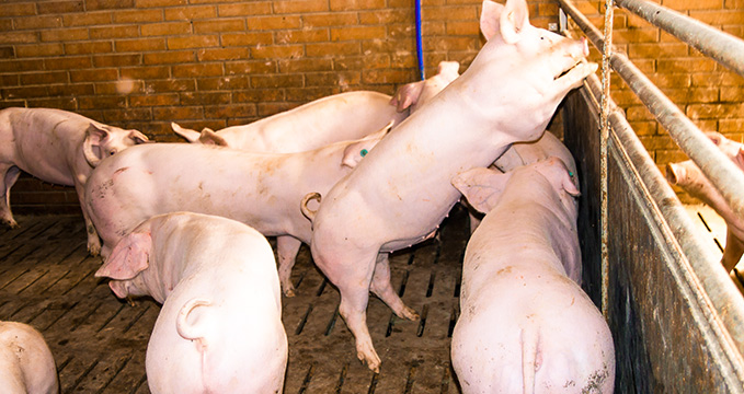 Mastschweine auf dem Meisterhof Wehdebrock haben mehr Platz als gesetzlich vorgeschrieben