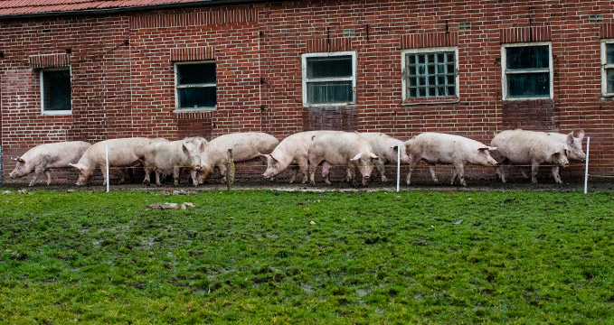 An milden Tagen im Winter und im Frühling, wenn die Weide noch nicht begehbar ist, halten unsere Schweine sich auf der befestigten Freifläche hinter dem Stall auf.