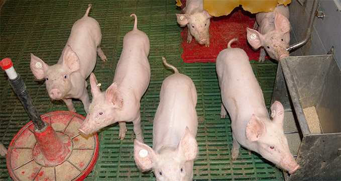 Mastschweine auf dem Meisterhof Wehdebrock behalten den größten Teil ihres Ringelschwänzchens
