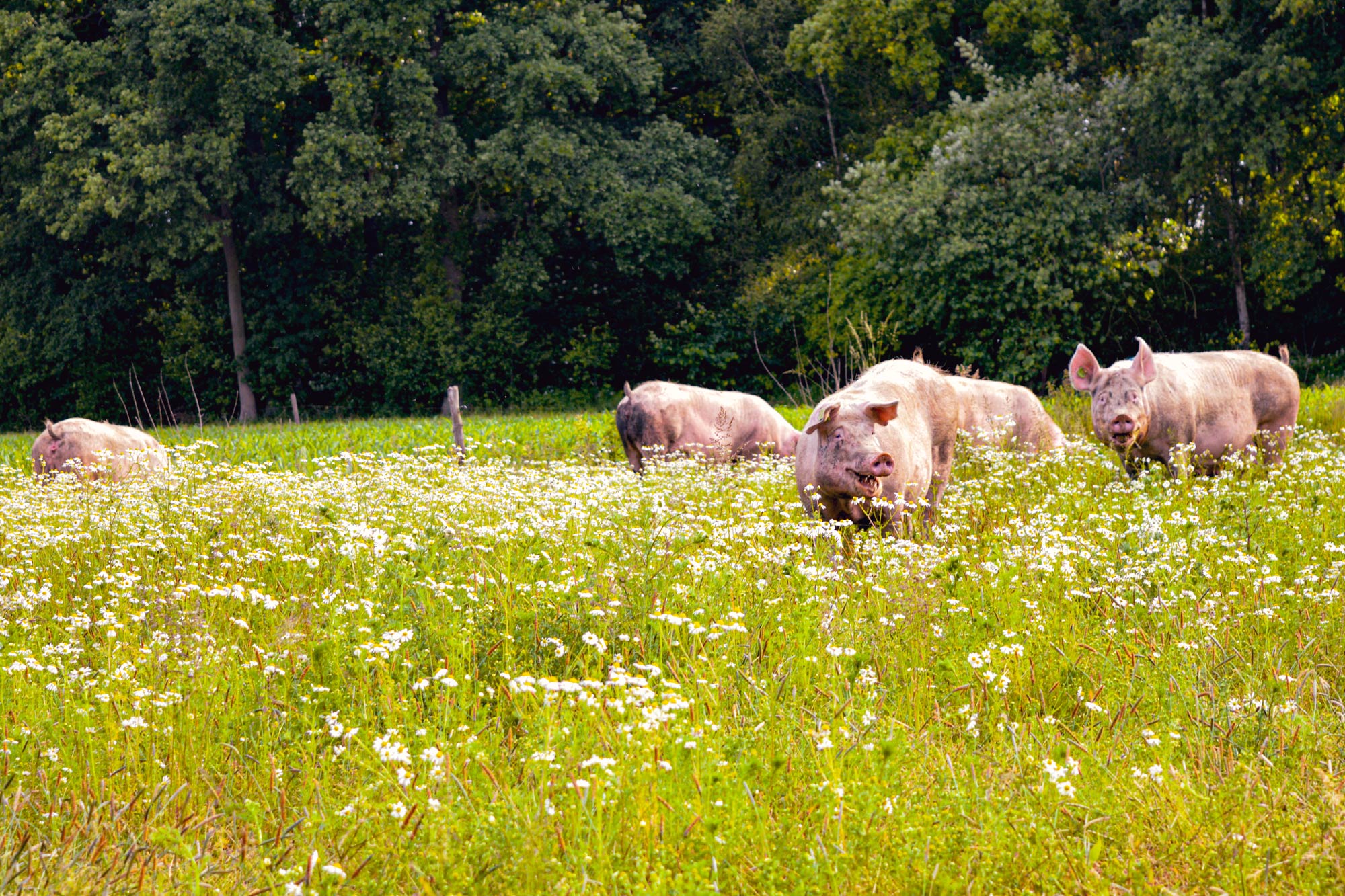 Meisterhof Wehdebrock - gesunde Tiere ohne Antibiotika auf der Schweine-Wiese
