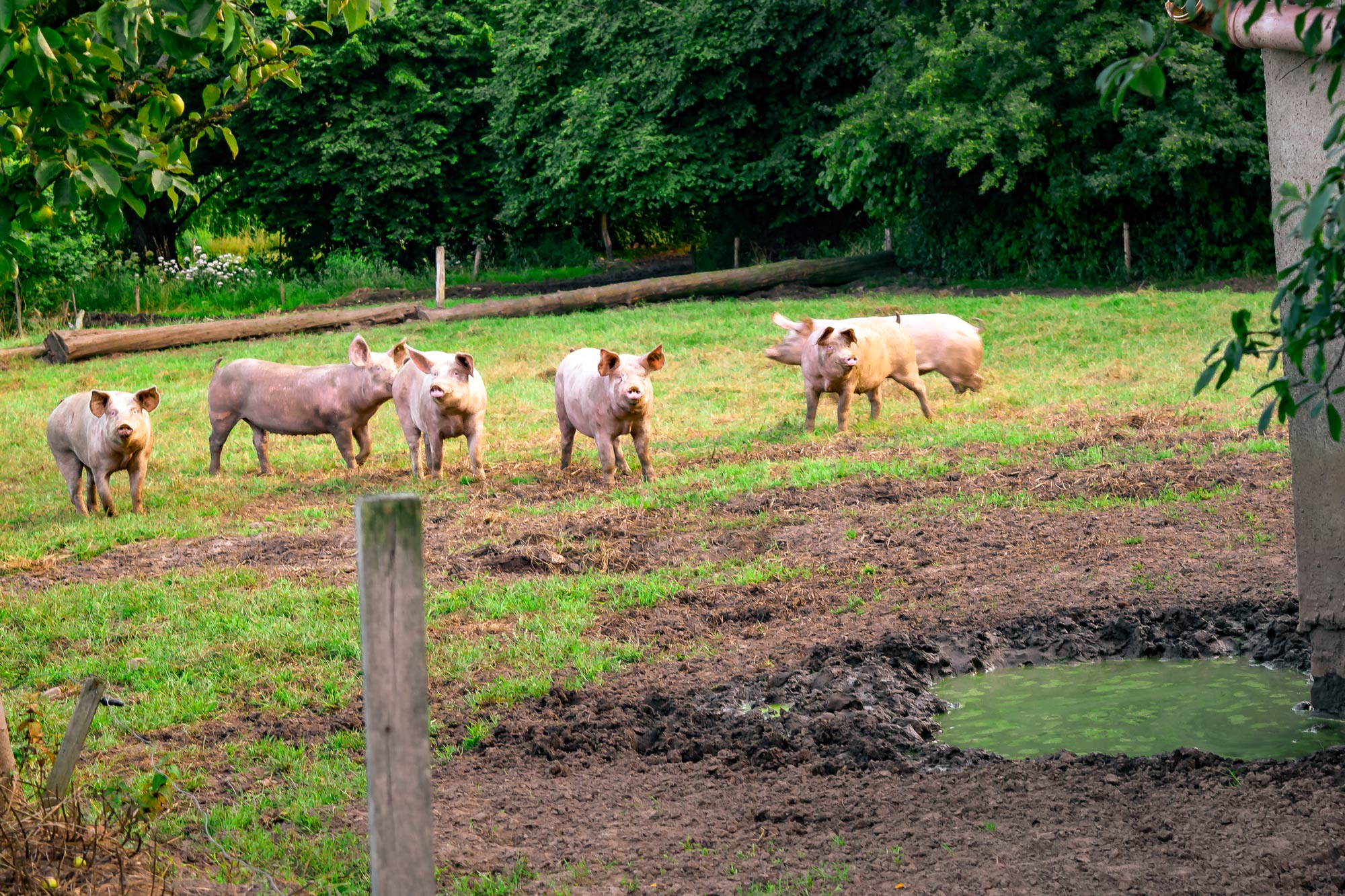 Meisterhof Wehdebrock - hochwertiges Schweinefleisch durch gesunde Tiere ohne Antibiotika auf der Schweine-Wiese