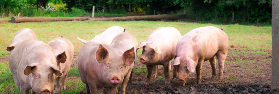 Meisterhof Wehdebrock - gesunde Tiere ohne Antibiotika auf der Schweine-Wiese