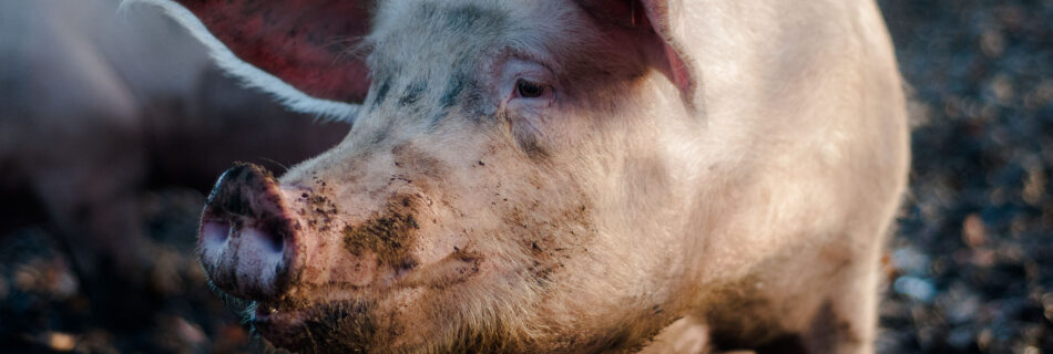 Meisterhof Wehdebrock - gesunde Tiere ohne Antibiotika auf der Schweine-Wiese