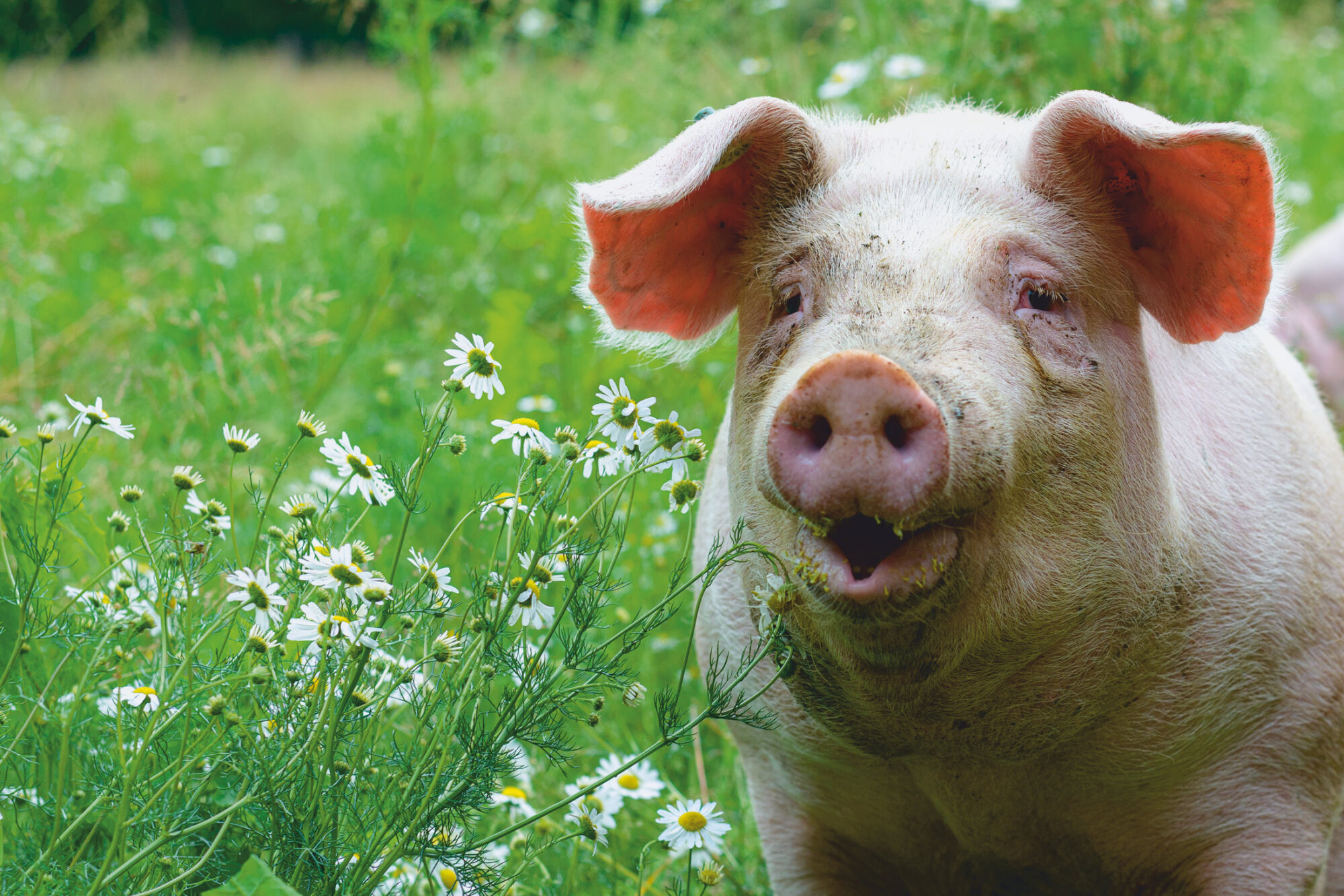 Schlachthof- übergreifender Tiergesundheitsindex (TGI) unserer Tiere sehr gut.