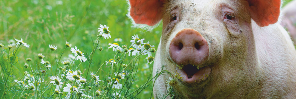 Schlachthof- übergreifender Tiergesundheitsindex (TGI) unserer Tiere sehr gut.